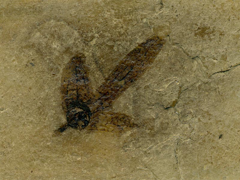 Blatt aus der Grube Messel