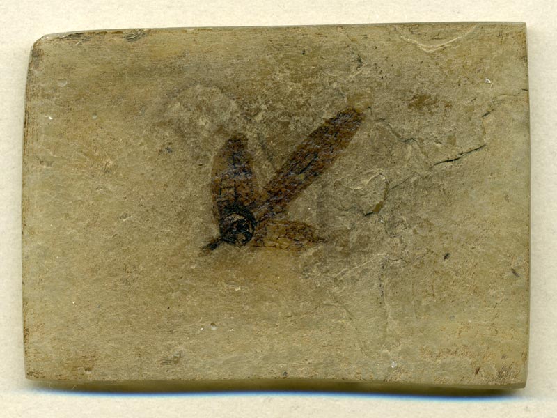 Blatt aus der Grube Messel