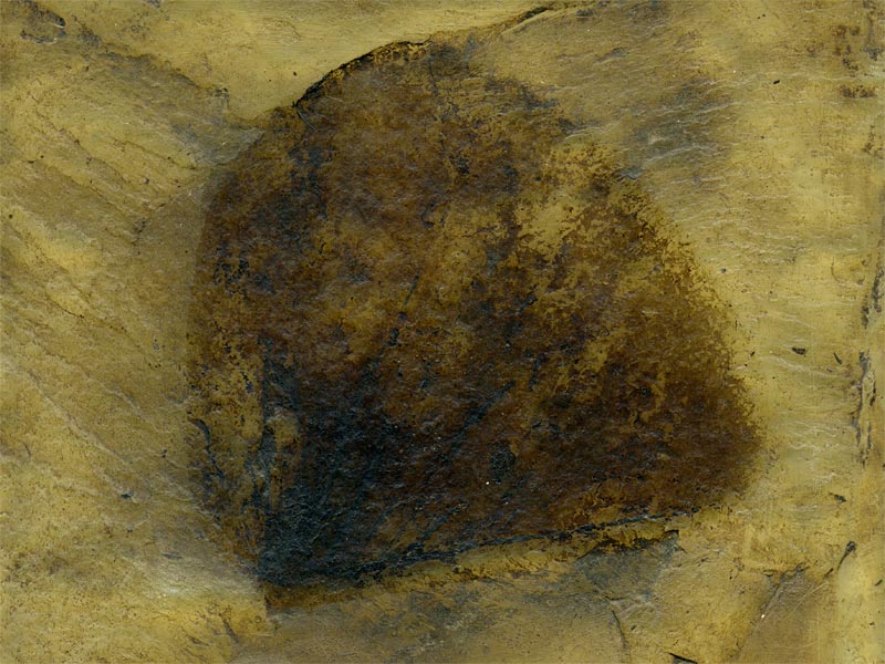 Blatt aus der Grube Messel