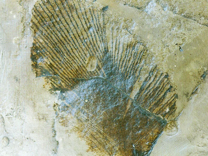 Vogelfeder aus der Grube Messel