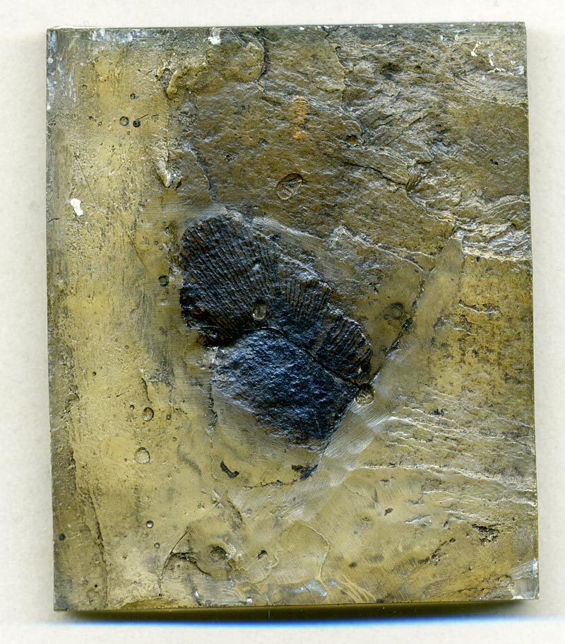 Vogelfeder aus der Grube Messel