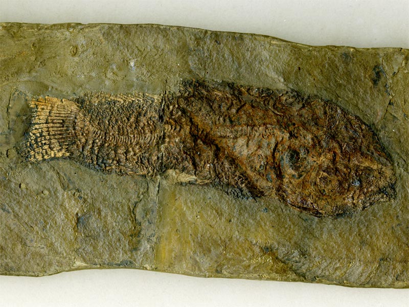 Schlammfisch aus der Grube Messel
