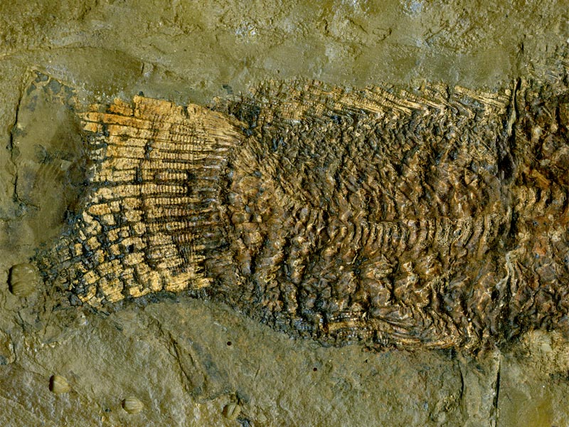 Schlammfisch aus der Grube Messel