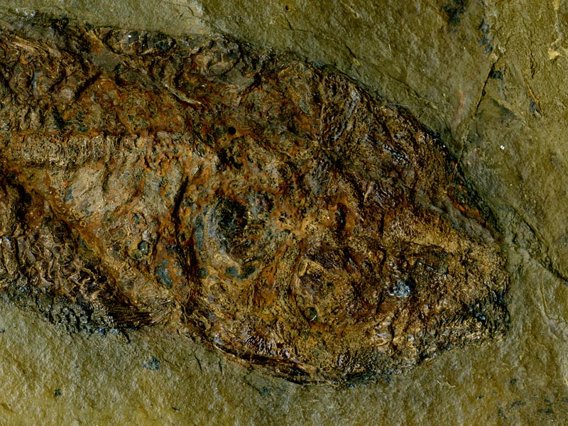 Schlammfisch aus der Grube Messel