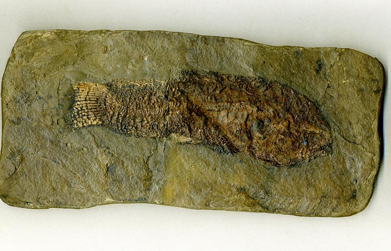 Schlammfisch aus der Grube Messel