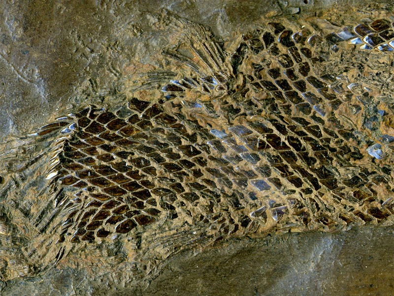 Knochenhecht aus der Grube Messel