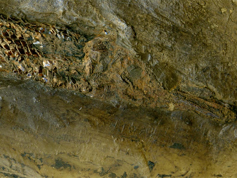 Knochenhecht aus der Grube Messel