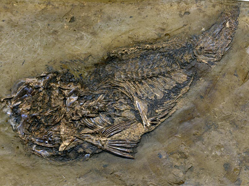 Schlammfisch aus der Grube Messel