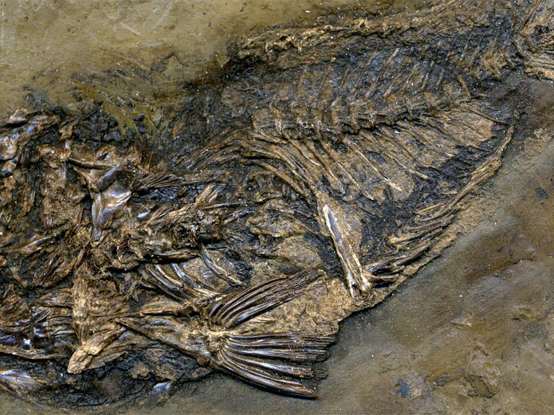 Schlammfisch aus der Grube Messel