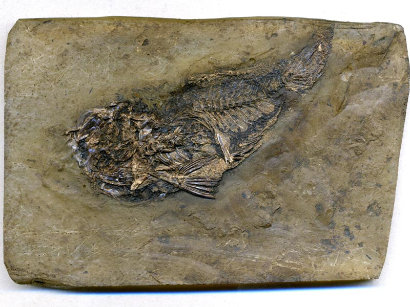 Schlammfisch aus der Grube Messel