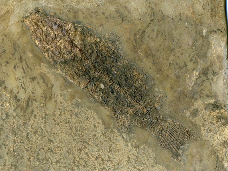 Schlammfisch aus der Grube Messel
