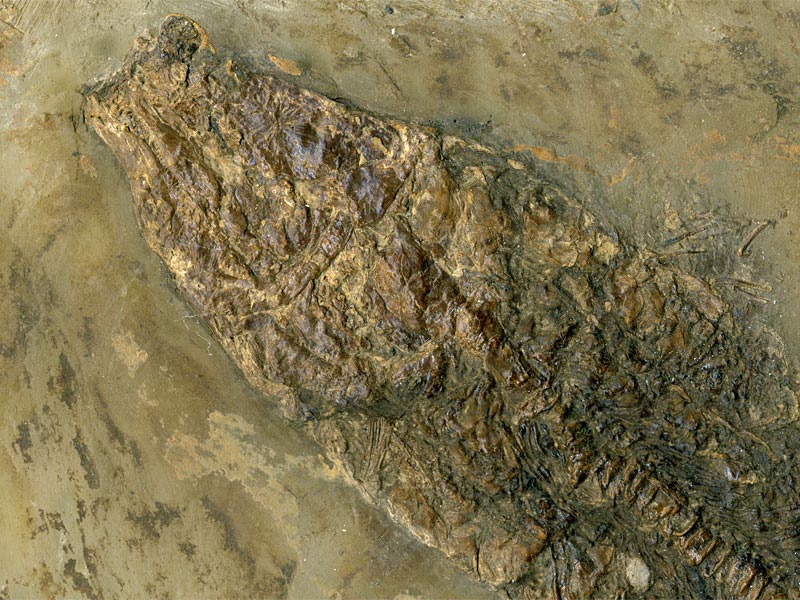 Schlammfisch aus der Grube Messel