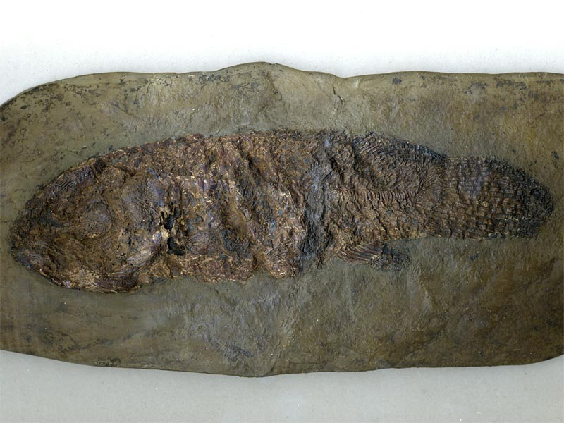 Schlammfisch aus der Grube Messel