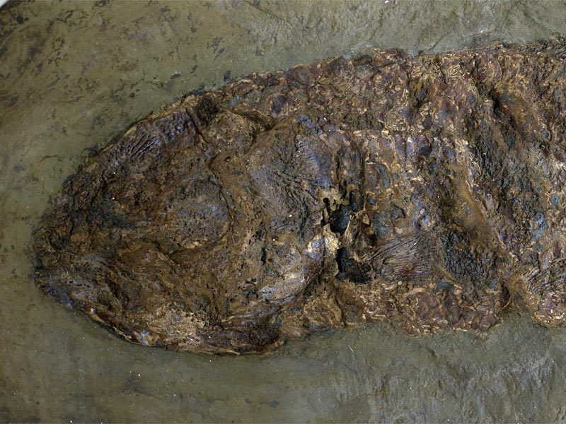 Schlammfisch aus der Grube Messel