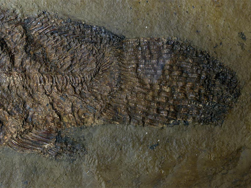 Schlammfisch aus der Grube Messel