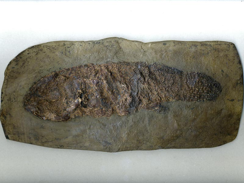 Schlammfisch aus der Grube Messel