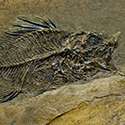 Fossilien aus der Grube Messel
