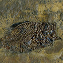 Fossilien aus der Grube Messel