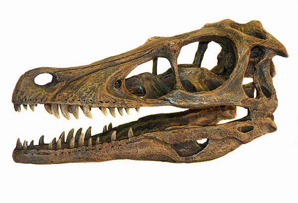 Velociraptor