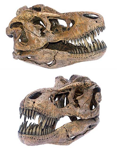 Tyrannosaurus rex