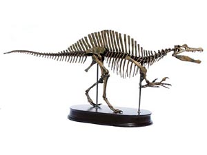 Spinosaurus-Skelett
