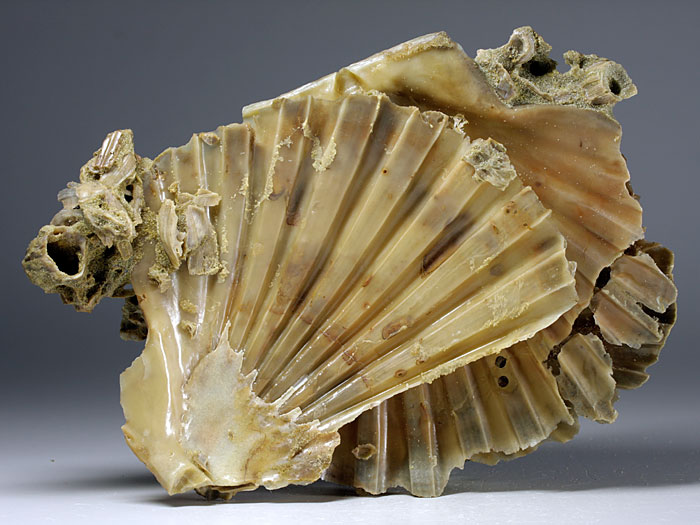 Jakobsmuscheln (Pecten) aus Amerika
