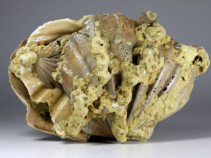 Jakobsmuscheln (Pecten) aus Amerika