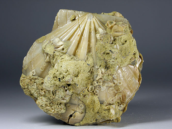 Jakobsmuscheln (Pecten) aus Amerika