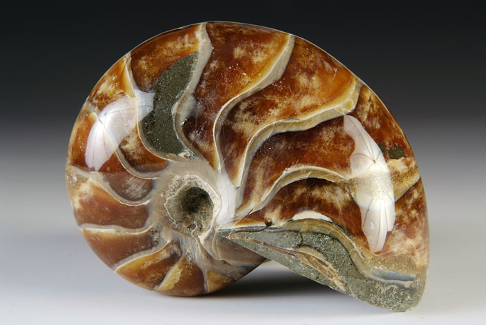 Nautilus aus Madagaskar