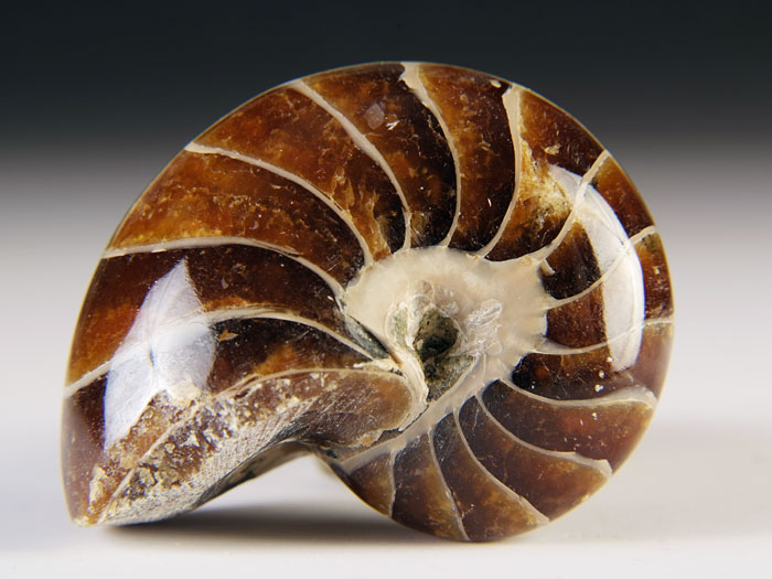 Nautilus aus Madagaskar