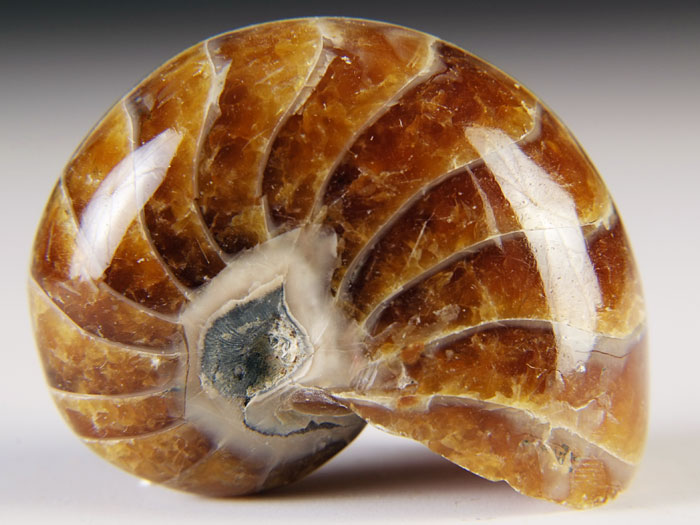 Nautilus aus Madagaskar