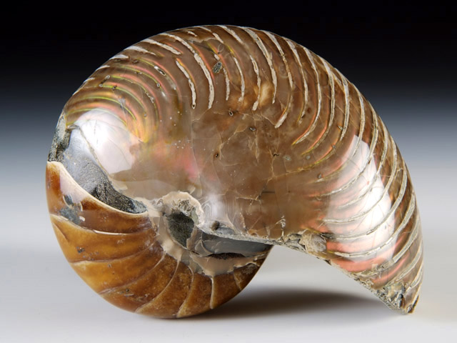 Nautilus aus Madagaskar