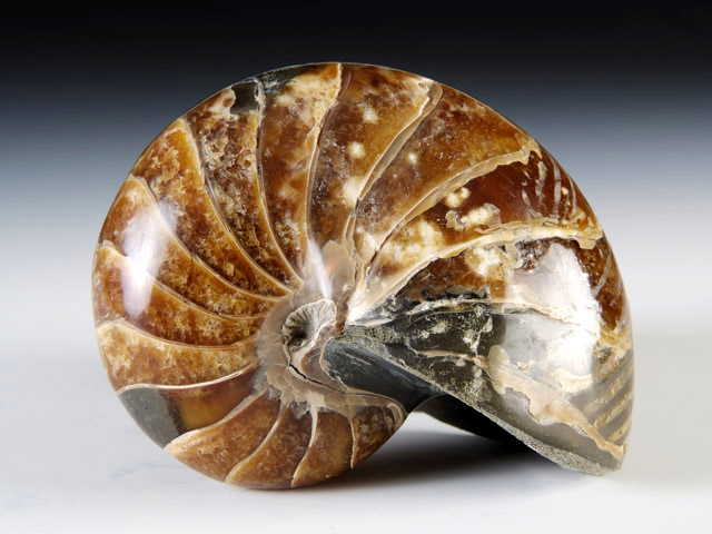 Nautilus aus Madagaskar