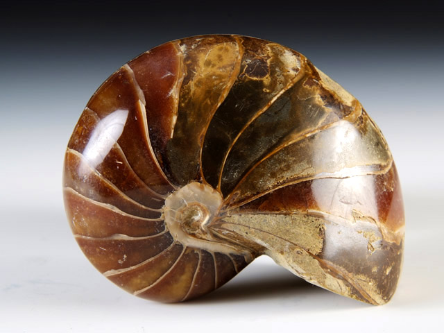 Nautilus aus Madagaskar