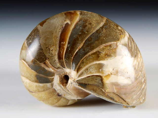 Nautilus aus Madagaskar