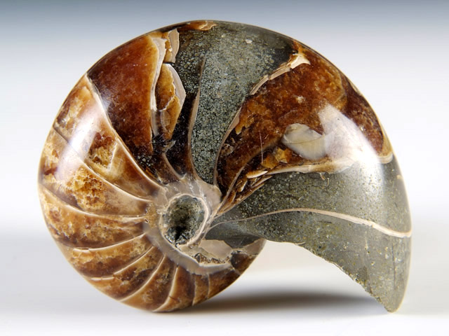 Nautilus aus Madagaskar
