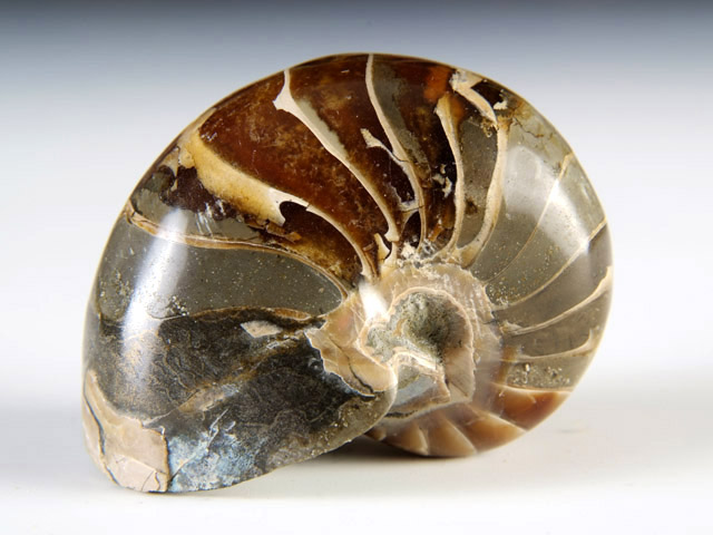 Nautilus aus Madagaskar