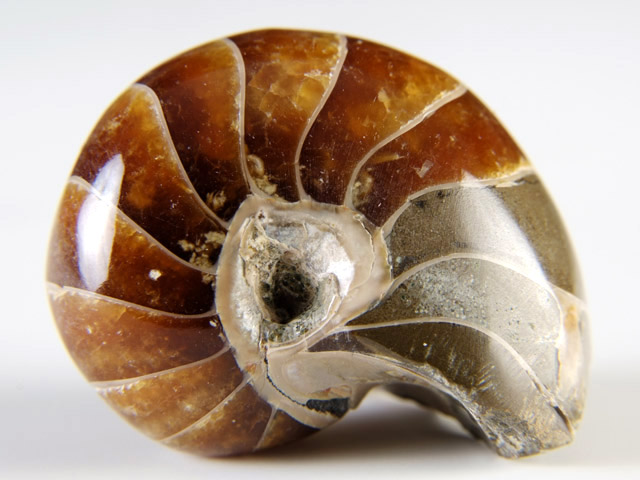 Nautilus aus Madagaskar