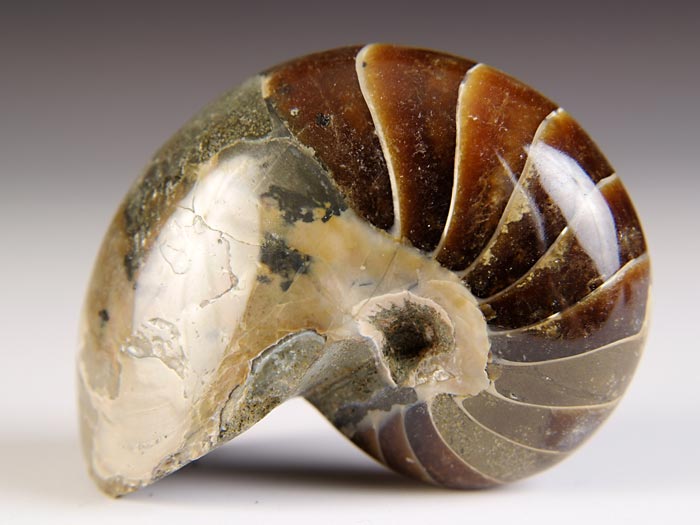 Nautilus aus Madagaskar