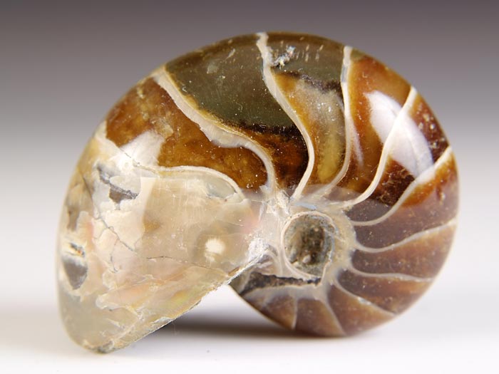 Nautilus aus Madagaskar