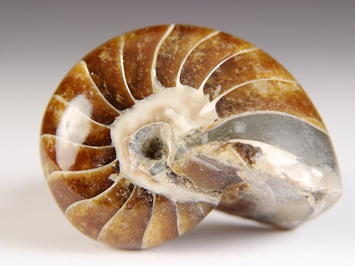 Nautilus aus Madagaskar