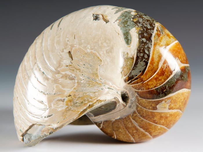 Nautilus aus Madagaskar