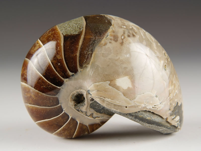 Nautilus aus Madagaskar