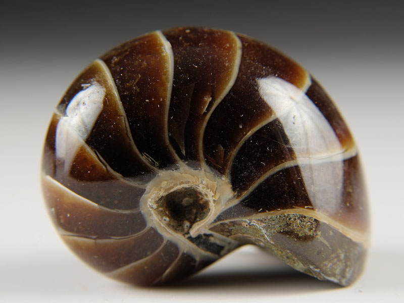Nautilus aus Madagaskar
