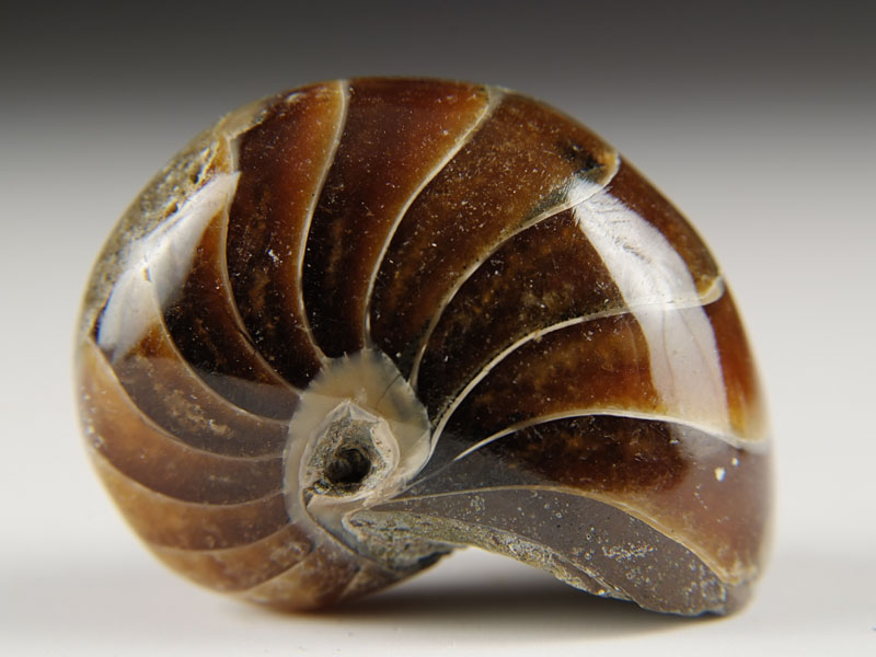 Nautilus aus Madagaskar