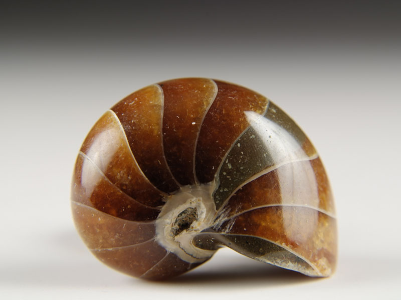 Nautilus aus Madagaskar