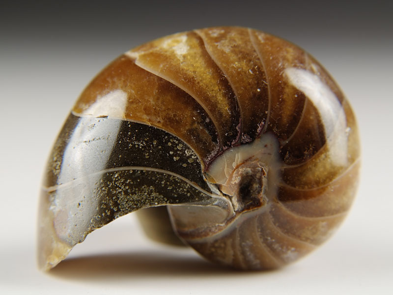 Nautilus aus Madagaskar