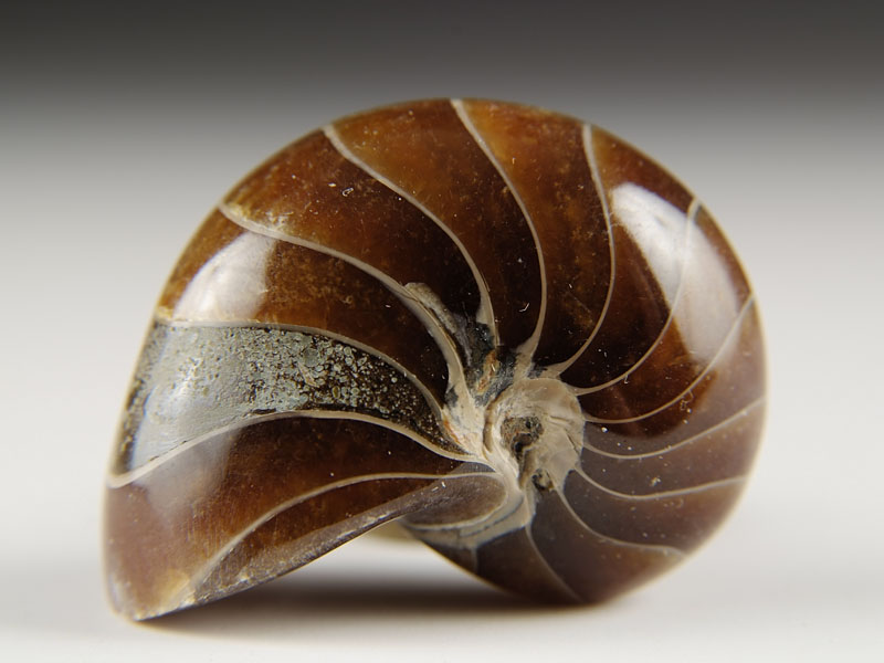 Nautilus aus Madagaskar