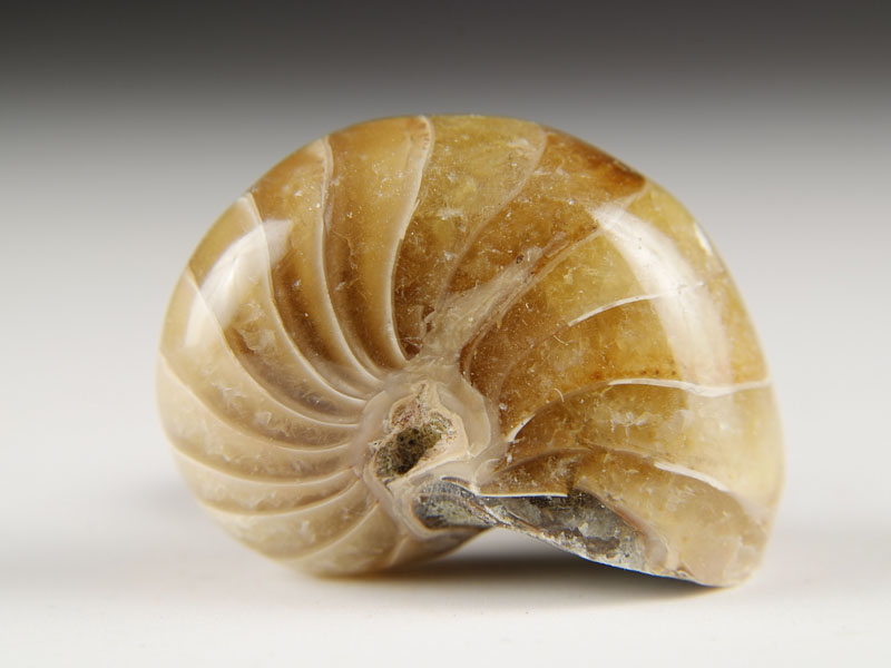 Nautilus aus Madagaskar
