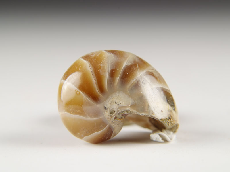 Nautilus aus Madagaskar